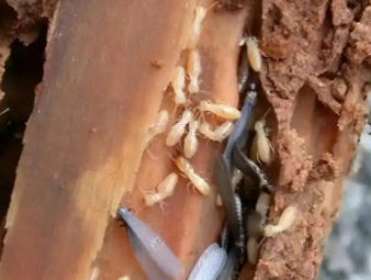 德州市白蚁防治公司分享低层住宅白蚁高发，一楼住户专属防虫防护指南